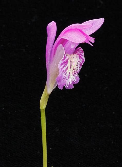 The 10 Rarest Orchids In The World Thatviralfeed
