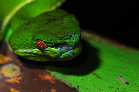 Wallpaper Scaled Reptile Snake Serpent Fauna Macro Photography