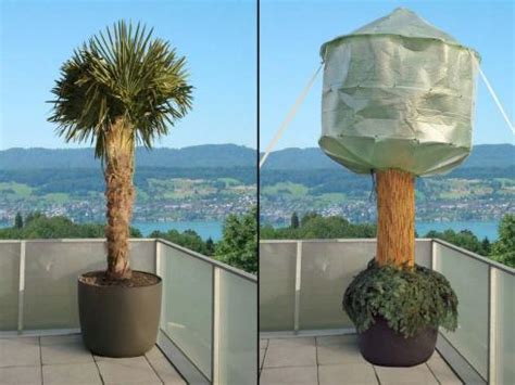 Entdecke und sammle ideen zu „aufblasbare palme auf pinterest, dem katalog unendlich vieler ideen. Palmen erfolgreich überwintern | garten.ch