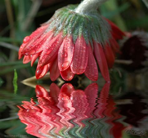 Flower Water Reflection Photography 15 Preview