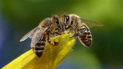 Bees fly toward pools for a few different reasons. How to Get Rid of Bees: Contractor Cost & DIY Tips ...