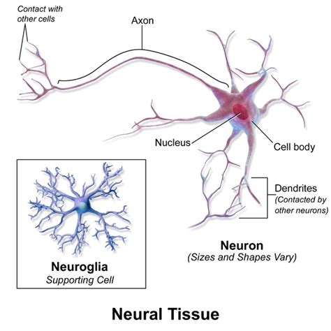 Jaka jest różnica między tkanką nerwową a układem nerwowym - 2021 ...