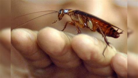 Company Offers Homeowners Rs 15 Lakh To Release 100 Cockroaches Into House Viral News Times Now