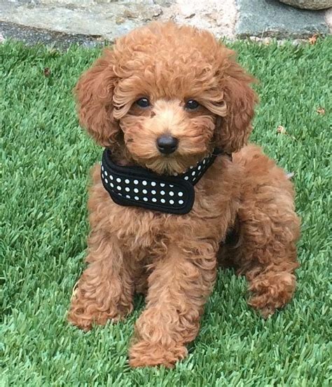 Poodles Smart Active And Proud In 2020 Poodle Dog Toy Poodle