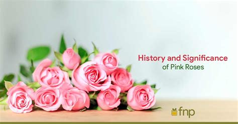 Title Pink Roses Their History Meaning And Significance Fnp