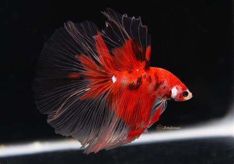 Tiger Koi Halfmoon Betta (Released!) - BettaSplendid.com