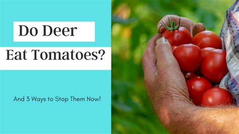 Do Deer Eat Tomatoes And 3 Ways To Stop Them Keep Animals Out Of Garden