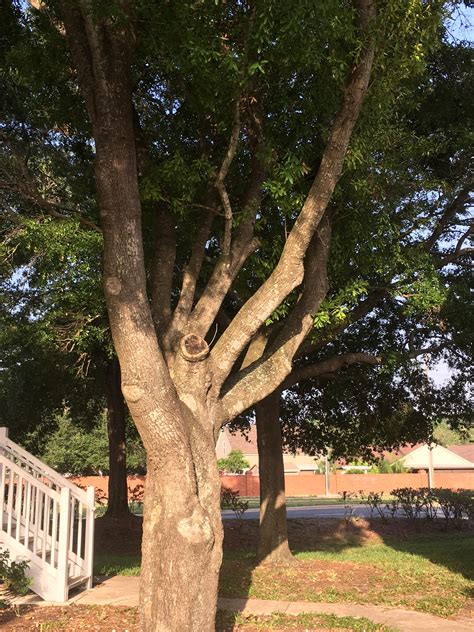 We did not find results for: Curious about this tree in Central Florida. Any help with ...