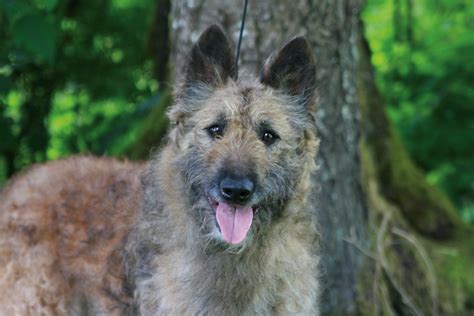 Meet the Belgian Laekenois | Canine Chronicle