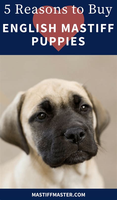 5 Reasons To Buy English Mastiff Puppies 1 An Extraordinary Breed 2