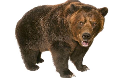 Grizzly Bear Facts And Photos