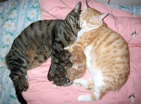 Adorable Pictures Show Cats Curling Up For Some Quality Time Together