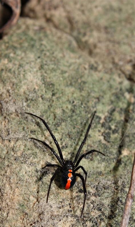 Northern Black Widow Latrodectus Variolus Sw Missouri Chr Flickr