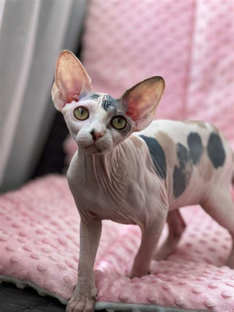 Sarecs Cattery Adoption Information For Our Kittens Sphynx