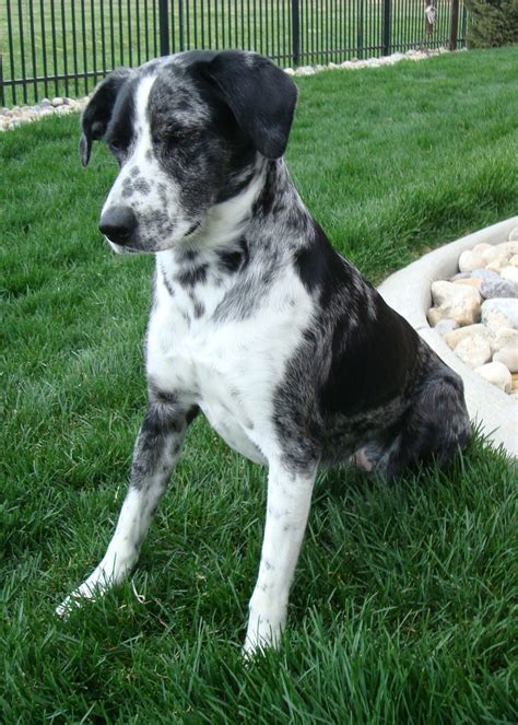These pups are all very well loved and cared for. Border Collie/Heeler mix or pointer | Puppy photos, German ...