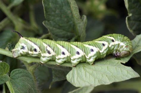How To Identify And Control Tomato Hornworms Gardener’s Path