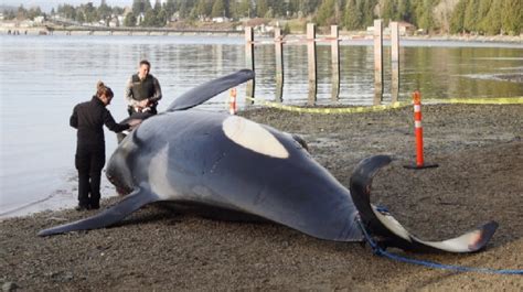 Endangered Southern Resident Orca Found Dead Off Canadian Coast Near