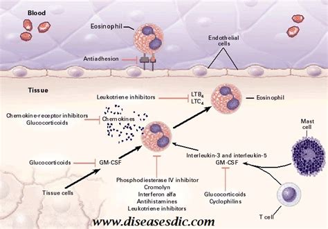 Eosinophilia Definition Causes And Treatment