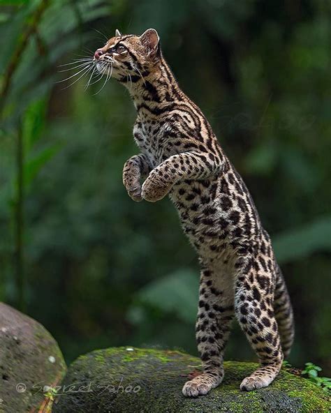 Margay Cat Small Wild Cats Big Cats Cute Cats Ocelot Nature Animals