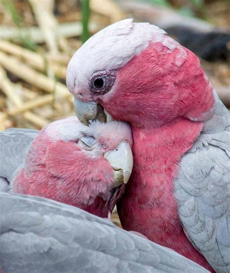 Pink And Grey Parrots Pet Birds Animals Beautiful Beautiful Birds