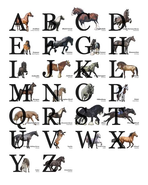 horse breeds alphabet   poster horse lover gift horse etsy