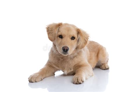 Cute Labrador Retriever Puppy Laying Down On White Background Stock