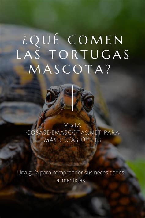 Las tortugas marinas son omnívoras y oportunistas. ¿Qué comen las tortugas mascota? Todo lo que necesitas ...