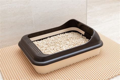 Buyers Guide Best Multi Cat Litter Box Solutions 2023