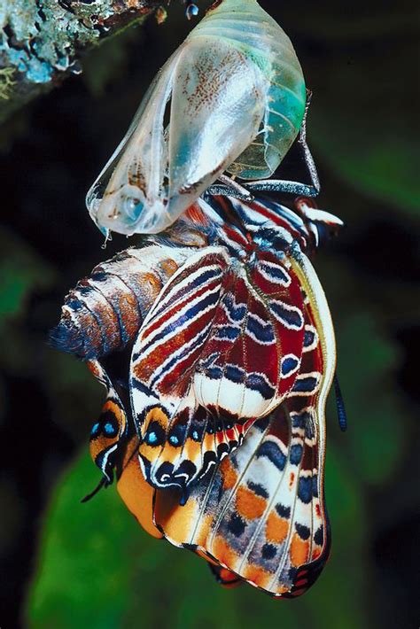 Instead, it spends the first minutes or hours drying its body. Butterfly emerging from chrysalis with remarkable patterns ...