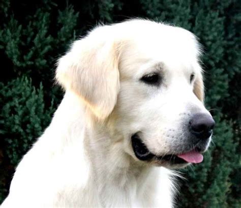 Golden retriever exercise is essential but will vary depending on their age. English Creme Golden Retriever Rescue | PETSIDI