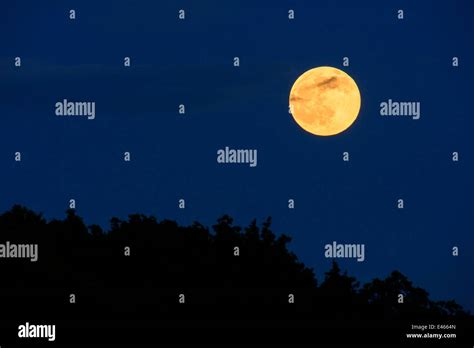 Full Moon Rising Above A Forest In A Dark Blue Night Sky Stock Photo