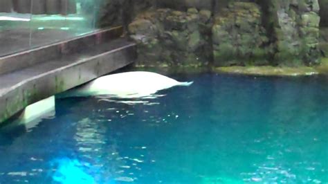 Beluga Whales At The Shedd Aquarium Youtube