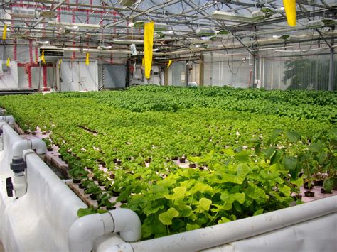 Diy Hydroponic Systems How To Build A Hydroponic System