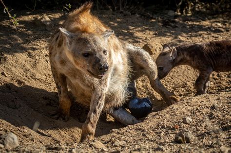 Female Hyenas And Their Unusual Genitalia Hyaenidae