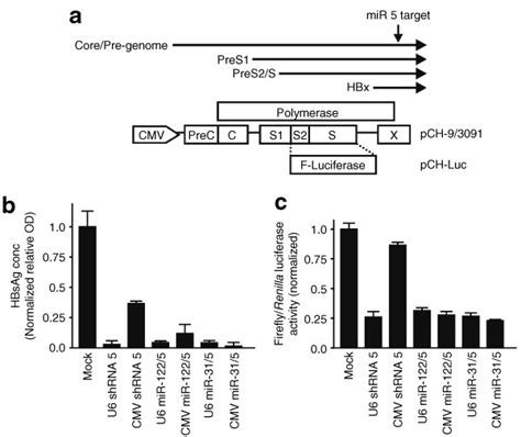 Hbsag Secretion And Reporter Gene Expression In Huh7 Cells