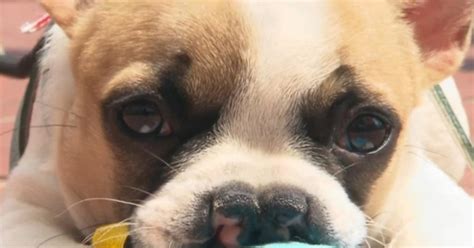 But it is not generally a big deal and can be easily dealt with either by you or your specialist and usually without the need for. Lentil the French bulldog inspires kids with craniofacial ...