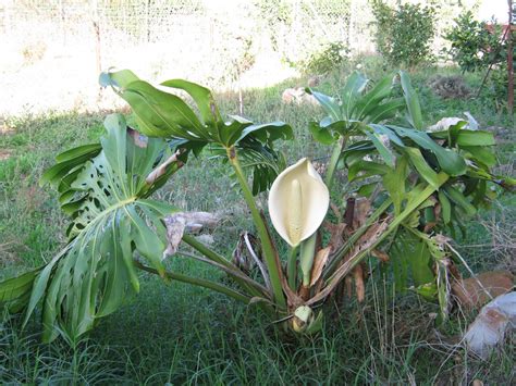 Esta planta es originaria de las selvas tropicales de américa central y del sur. El camino de Valverde: La flor de la costilla de Adán