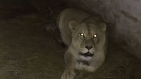 ЛЬВИЦА И НОВОРОЖДЕННЫЕ ЛЬВЯТА Lioness Gave Birth Animals Wild