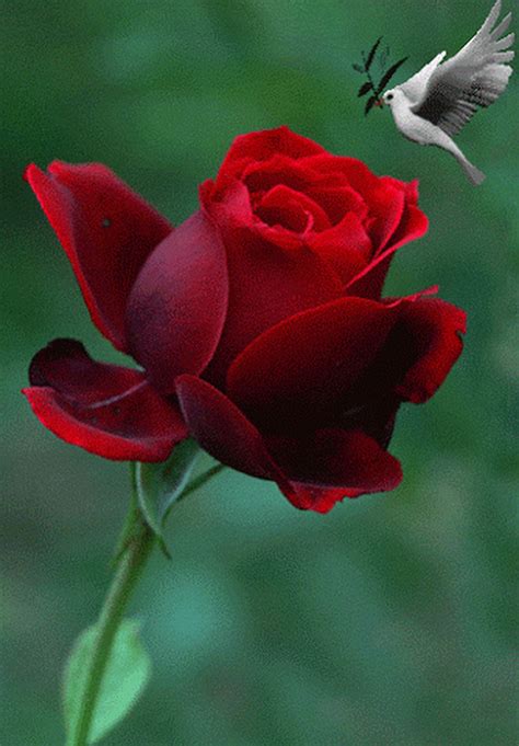 Gdnyt Sweet Dreams 🌹 With Images Rose Flower Flowers 