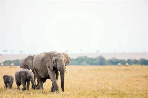 Elephants in safari park — Stock Photo © shalamov #166490076