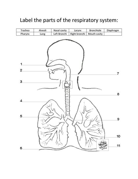 27 Activity Label The Respiratory System Labels Ideas For You