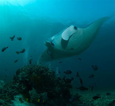 Premium Photo Manta Ray Underwater World Of Indonesia