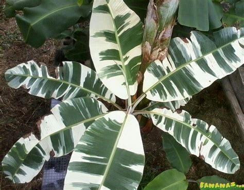Royal Variegated Banana Musa X Paradisiaca Ae Ae Unusual Plants