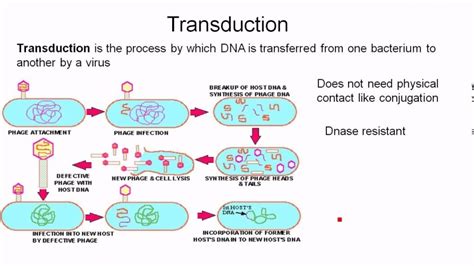 Genetic Engineering Gene Cloning Bacterial Genetics Conjugation Transformation And