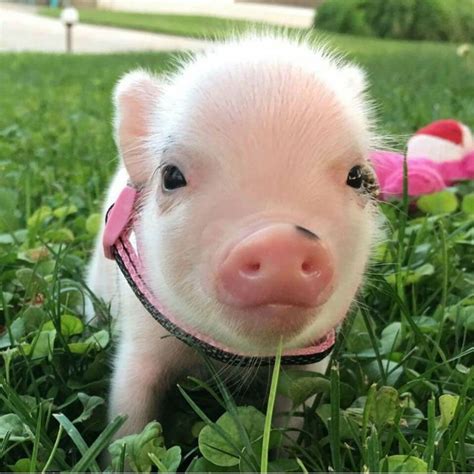 Pin By Barbie On Cute Baby Pigs Teacup Pigs Baby Animals