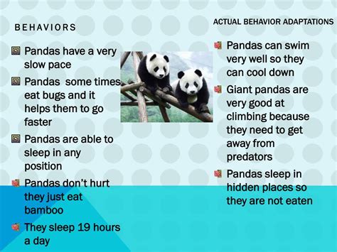 PPT - Giant Panda PowerPoint Presentation, free download - ID:2673947
