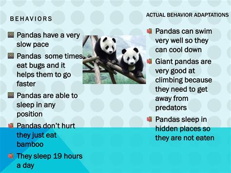 Ppt Giant Panda Powerpoint Presentation Free Download Id2673947