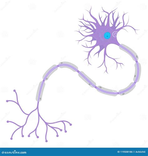 Estructura De Una Neurona Ilustración Del Vector Ilustración De Cuerda