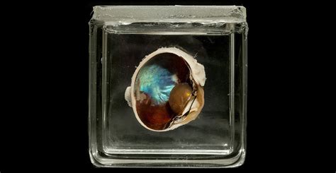 Bisected Reindeer Eye With An Iridescent Blue Layer Visible Tapetum