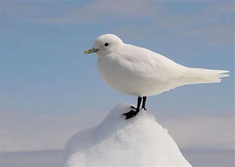 Top 10 White Birds In The World